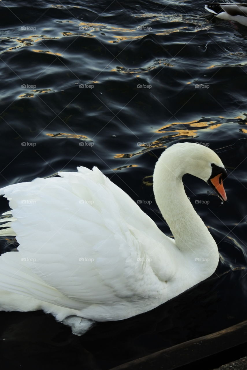 Bird, Swan, Water, Lake, No Person