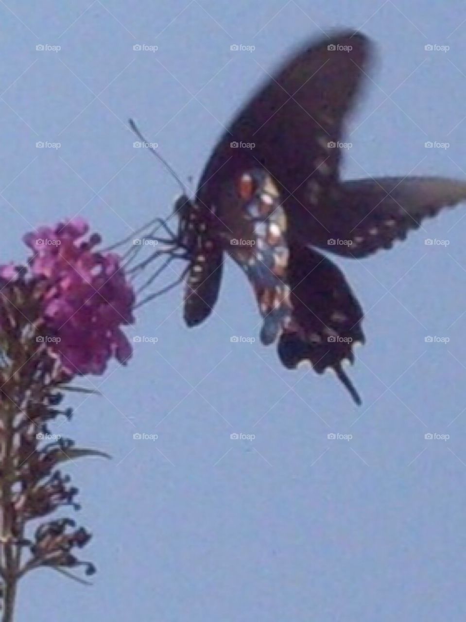 Butterfly in flight purple butterfly bush 
