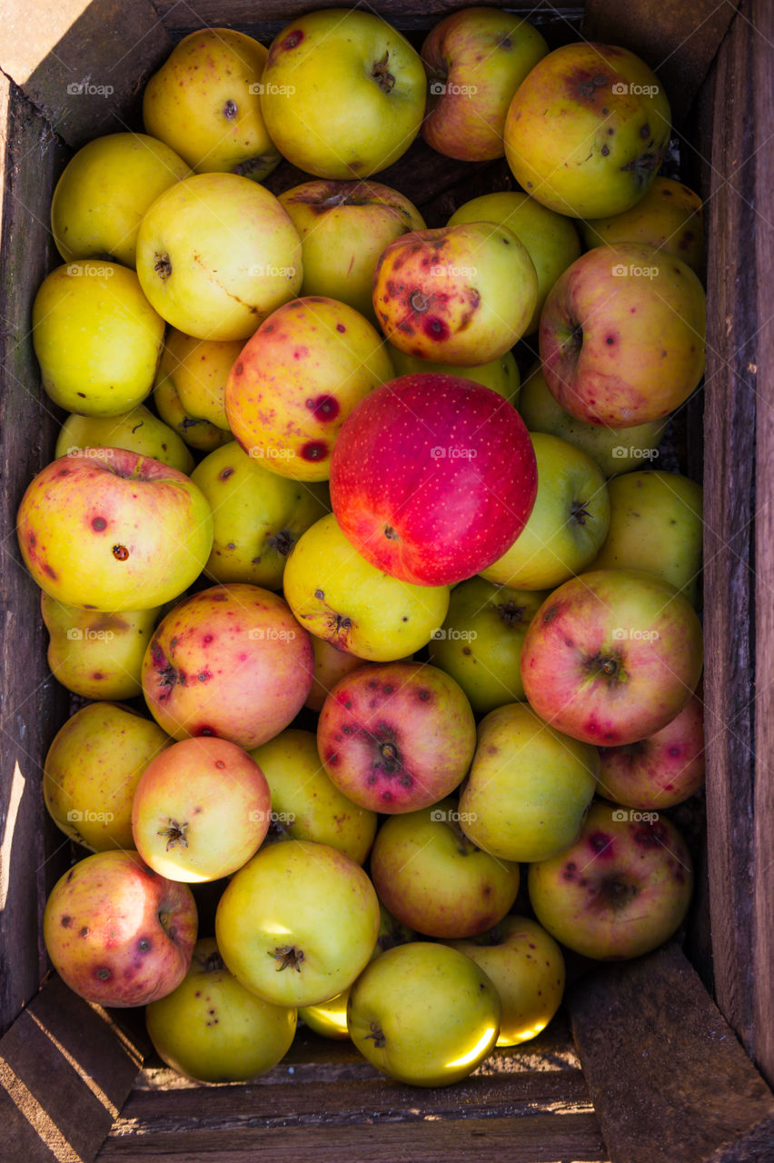 Harvest ripe juicy and tasty apples. Harvested juicy apples from fertile trees.