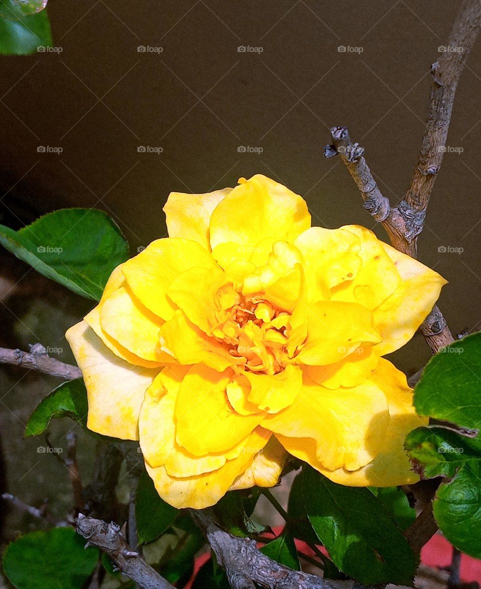 beautiful yellow🟡 rose flower