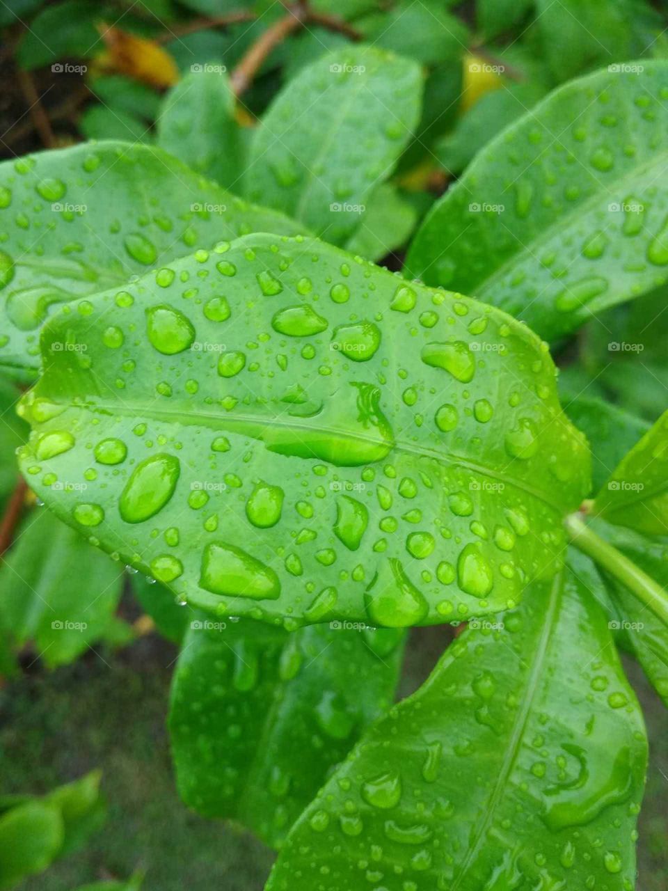 green leaves and water drop