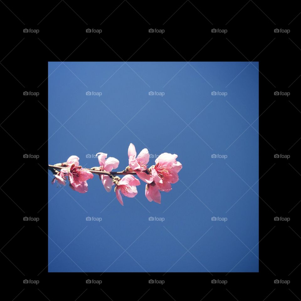 flower photography 
 📸 Muneeb bhat