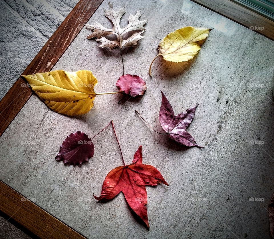A collection of fall leaves