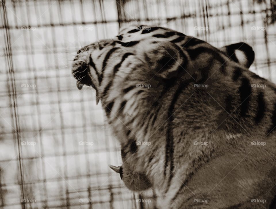 Tiger Up Close & Personal