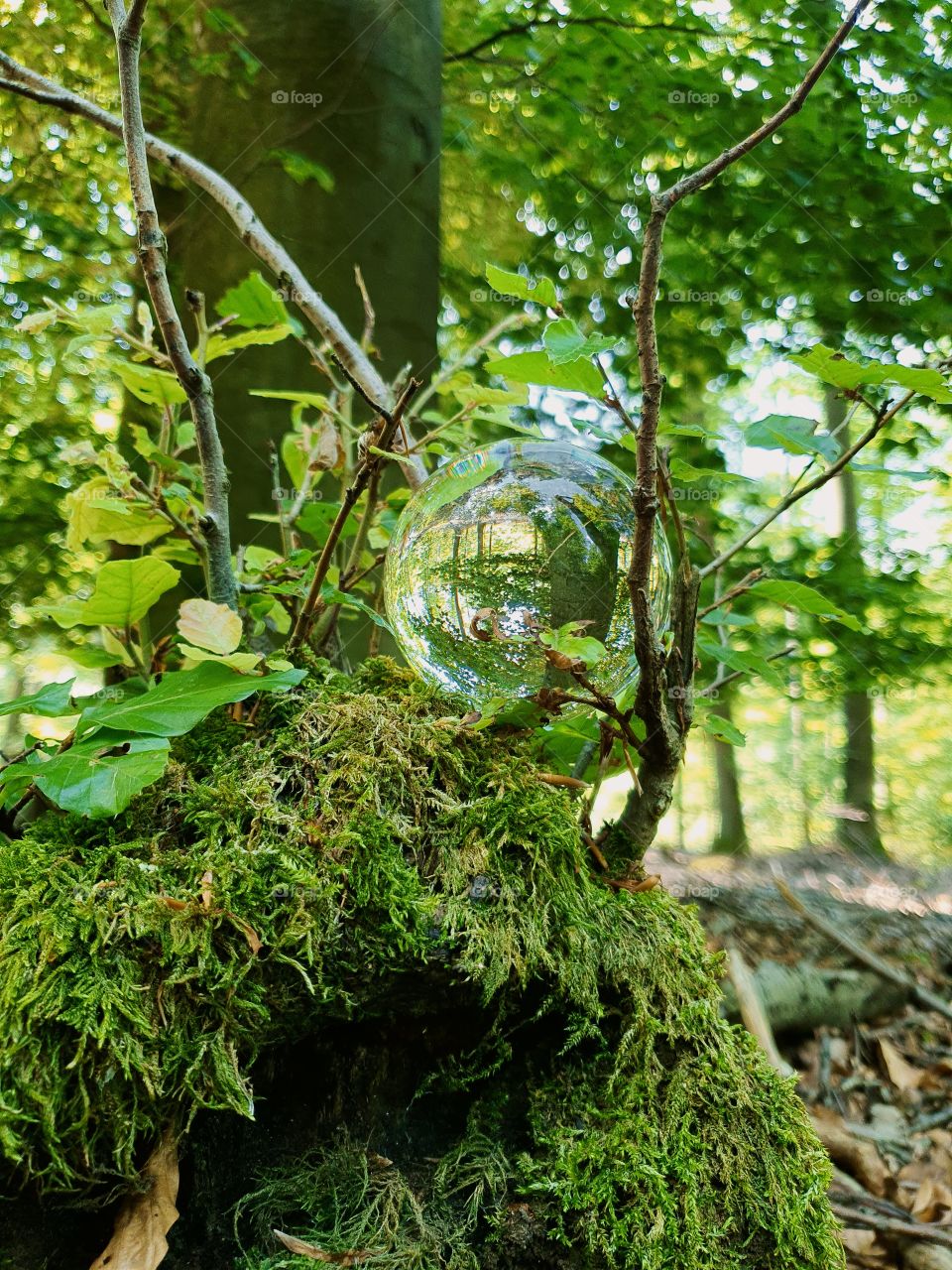 Glassball in the forest