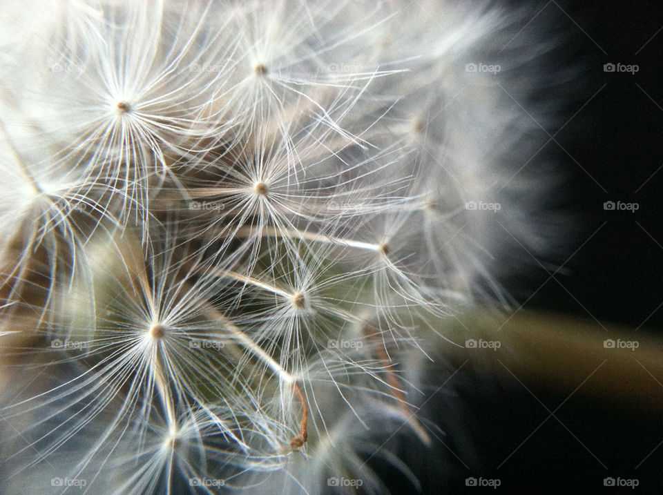 nature dandelion macro closeup by monikak77