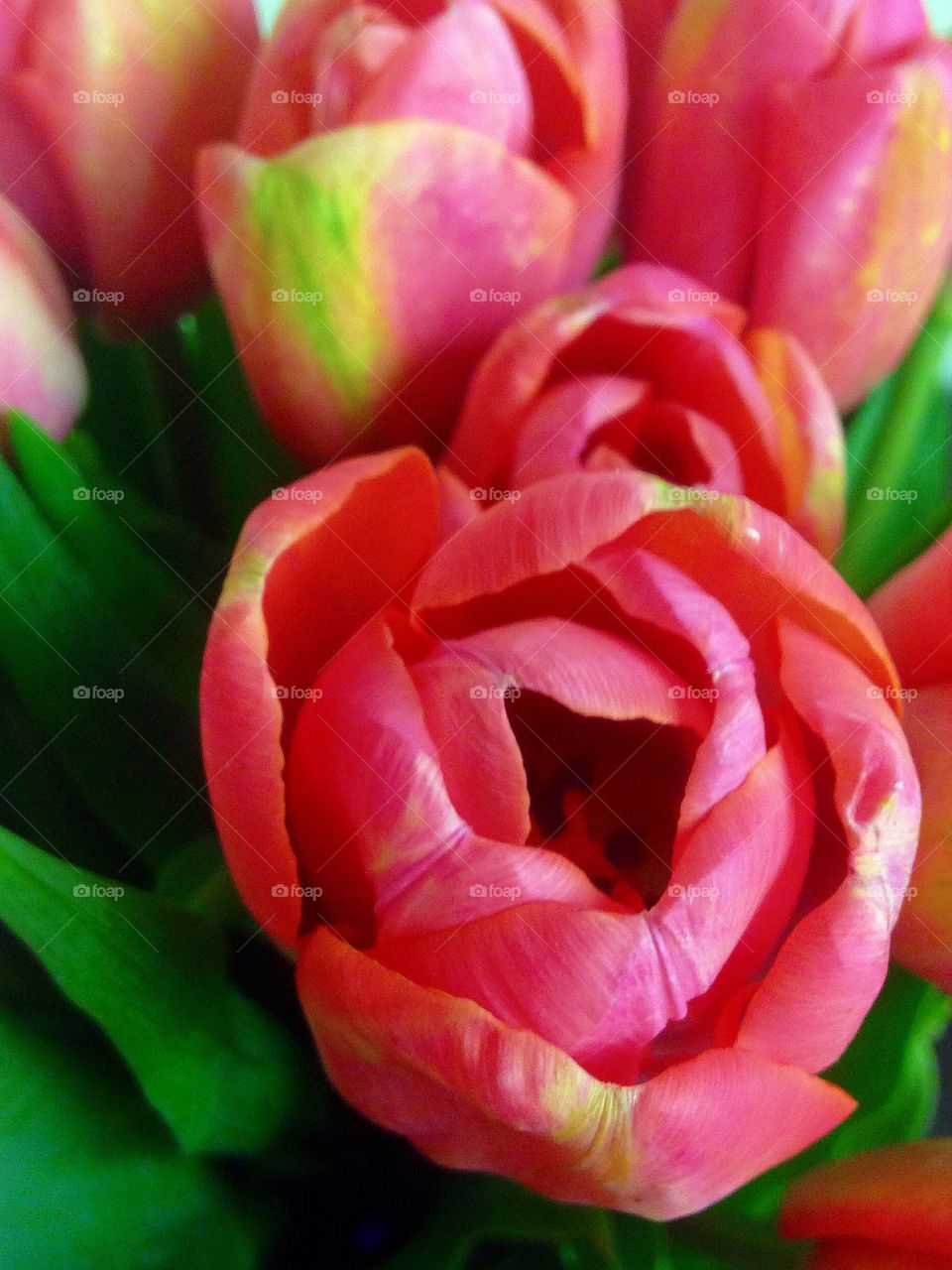 Tulips. Pink Tulips