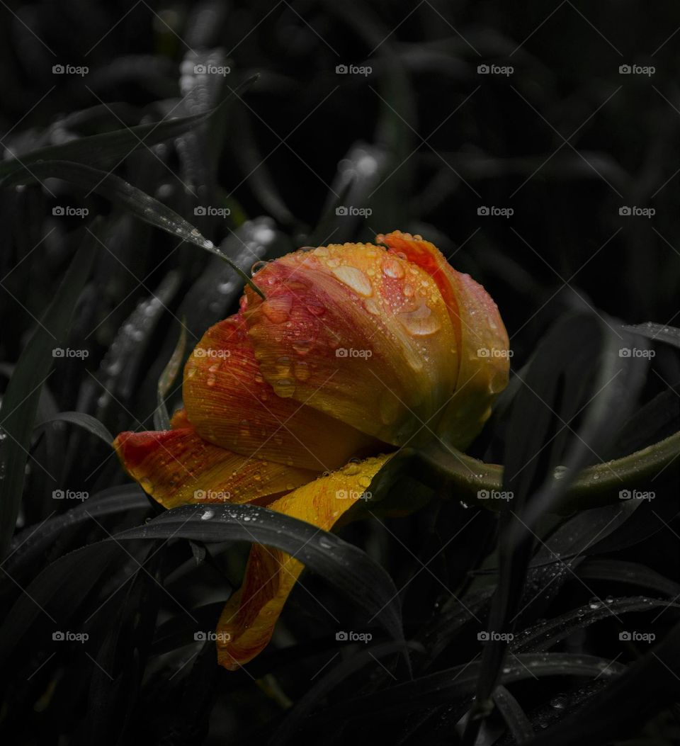 flower after rain
