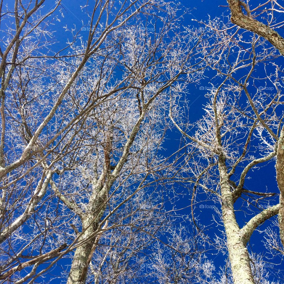Frosty Trees
