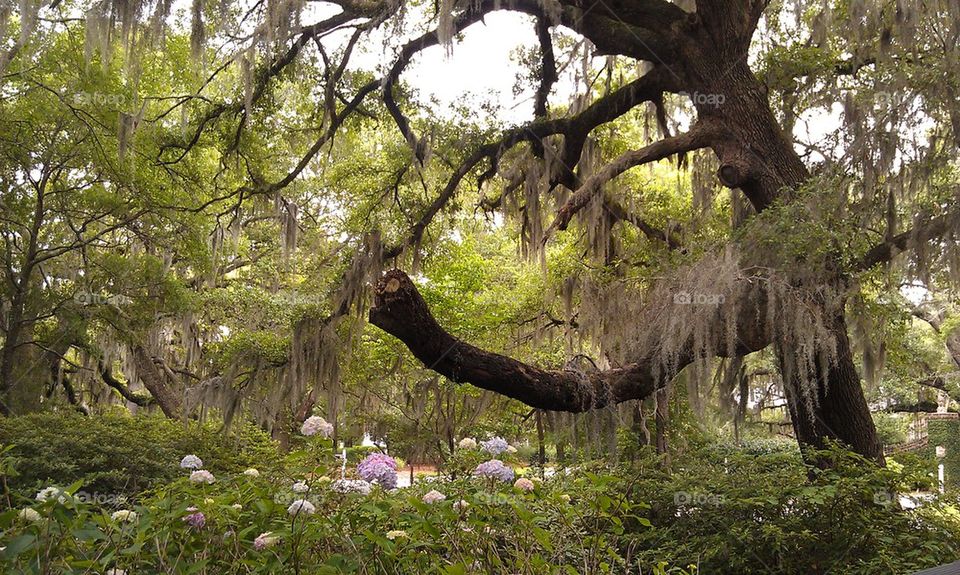 Spanish moss
