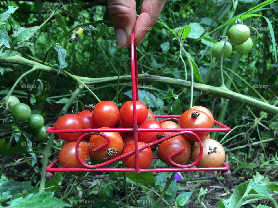 Cosecha. Tomatos 