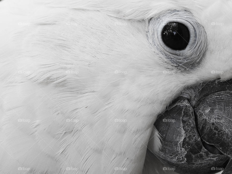 Close-up of cockatoo 