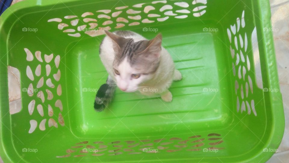 My white cat's in a green basket.