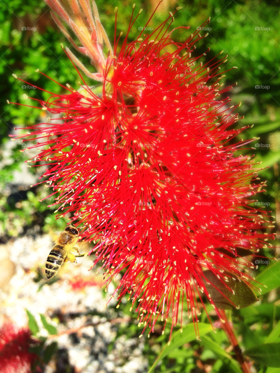 Bee pollinating a red bottlebrush flower in a California home garden