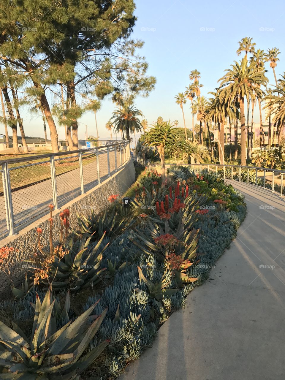 Tree, No Person, Travel, Garden, Flower