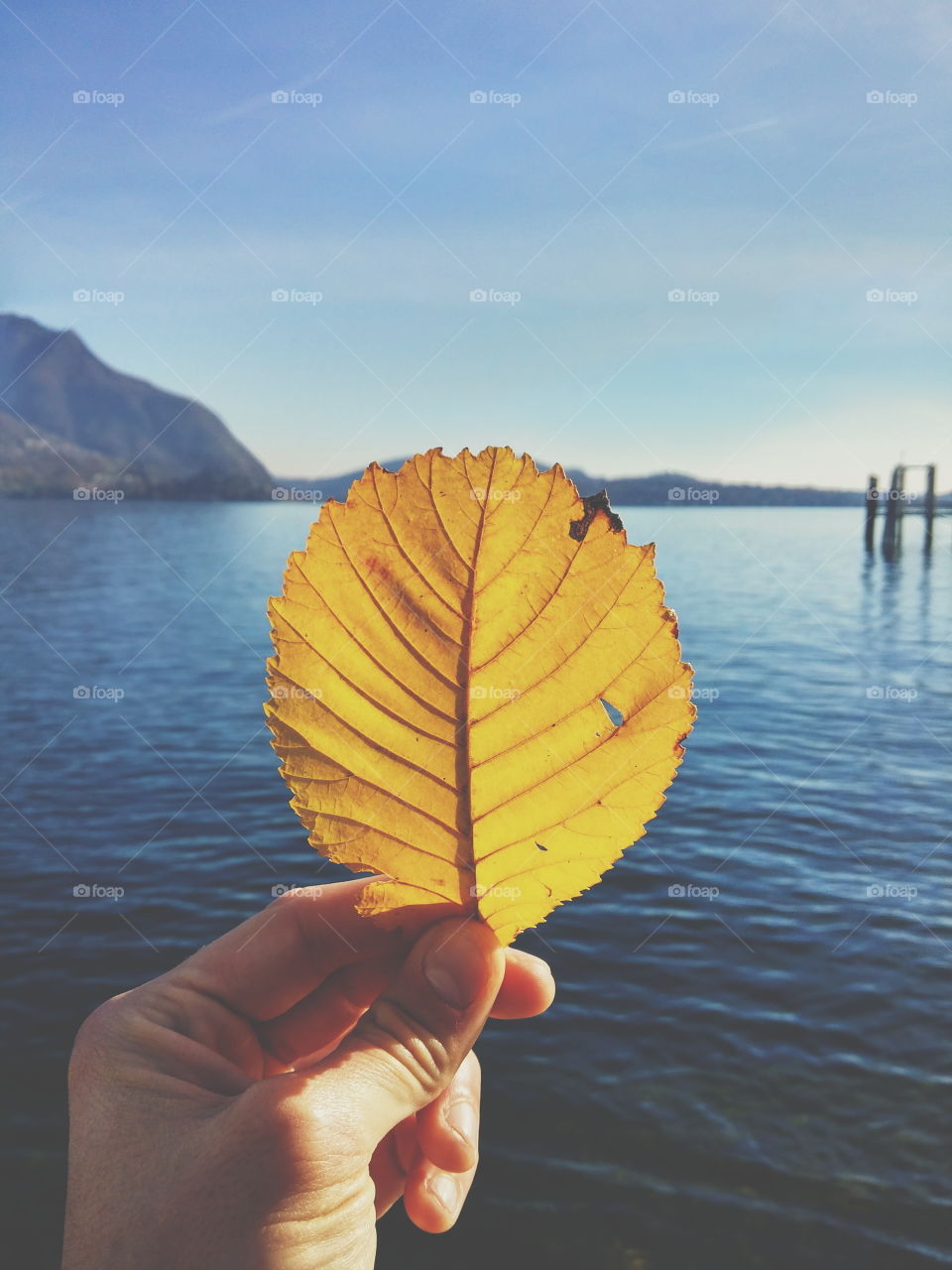 Leaf on the lake