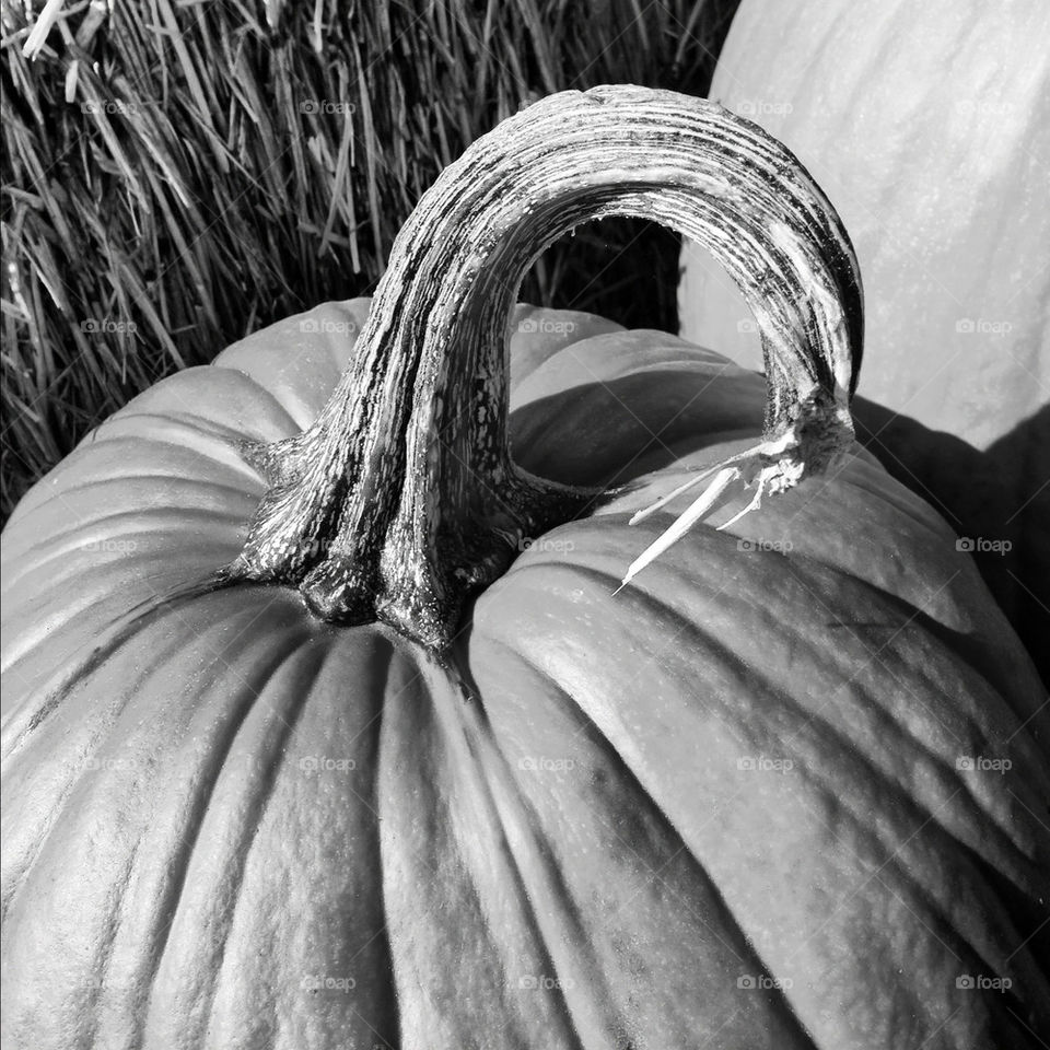 lines autumn pumpkin black and white by fotoseri