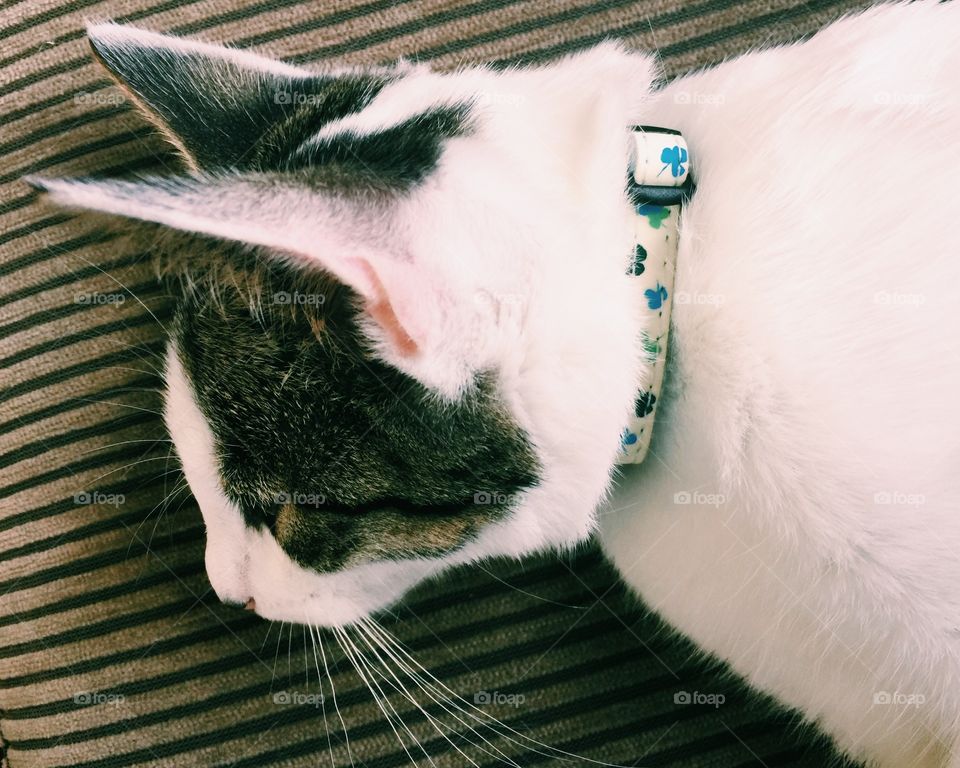 White and brown kitten has fall asleep on the couch 