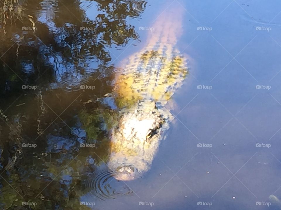 Mississippi  Alligator