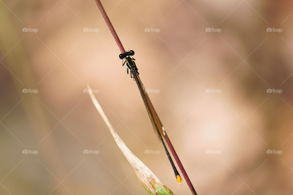 Gold Tail Damselfly (Allocnemis leucosticta) On Thin Grass Stem, Limpopo, South Africa