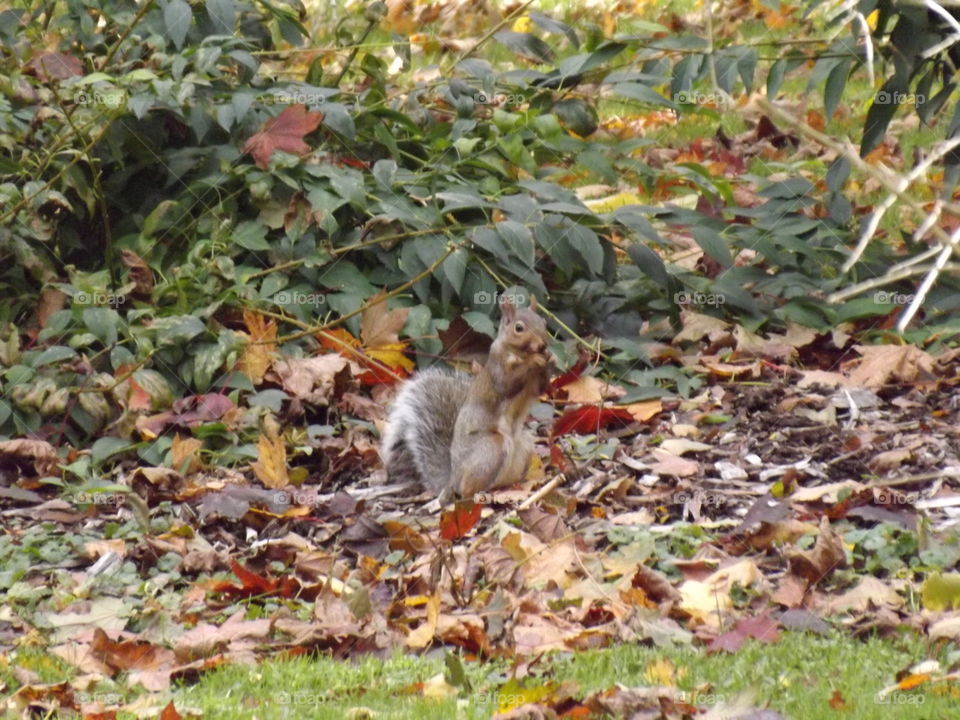 Squirrel in park London Ontario