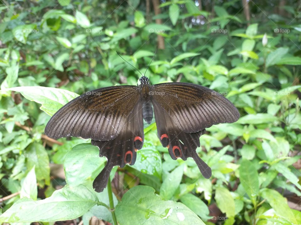 Papilio helenus is a butterfly from the Papilionidae family. It has broad wings and tends to have a dark metallic color that changes color when exposed to sunlight.