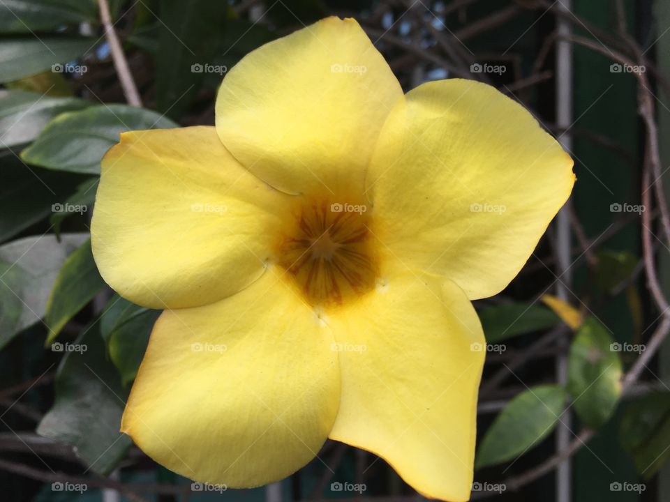 Yellow  Allamanda 
