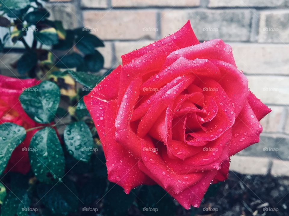 Beautiful blooming pink roses 