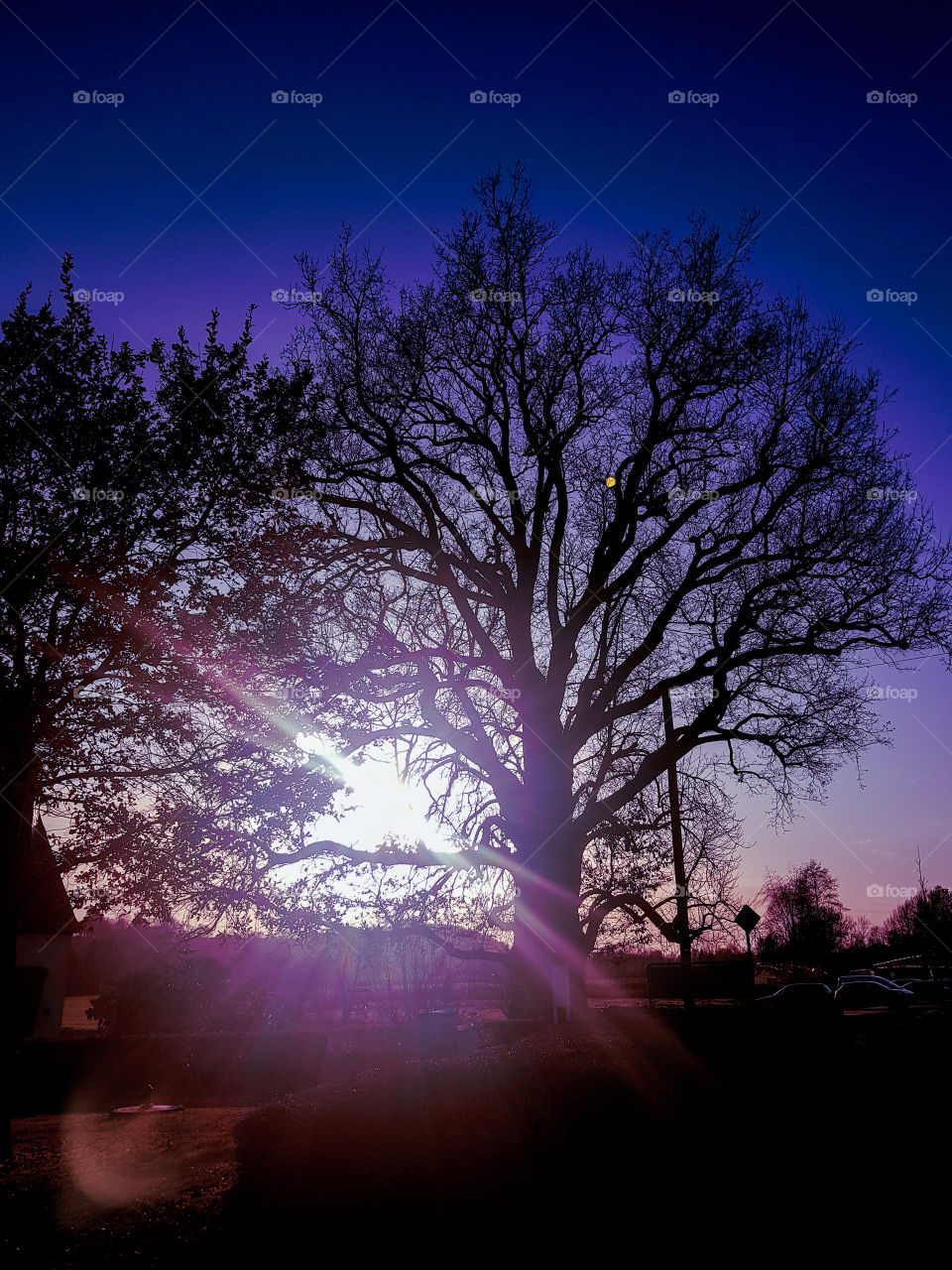 big old tree in front of the sun