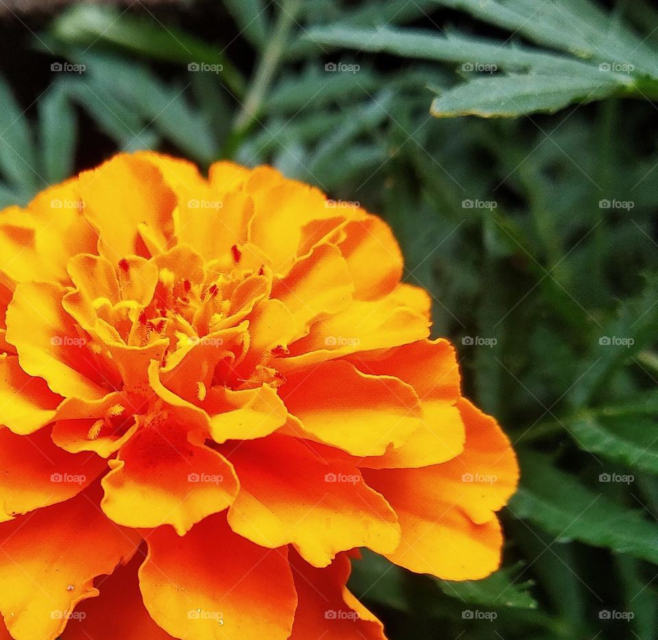 Orange Flower.