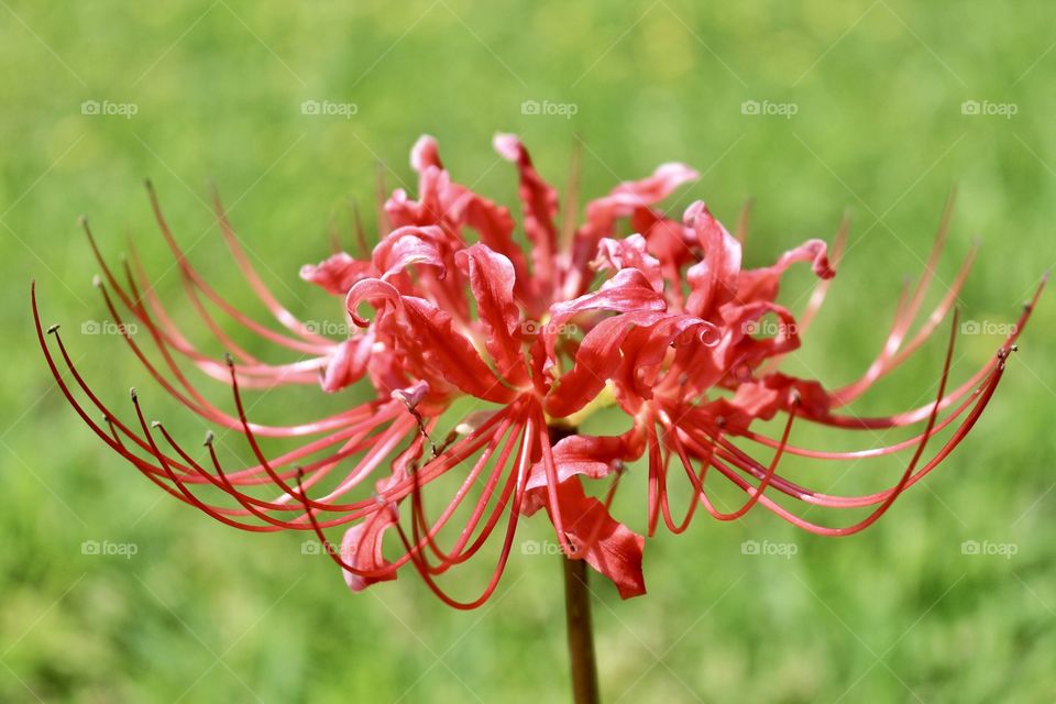 Exotic Peach Flower