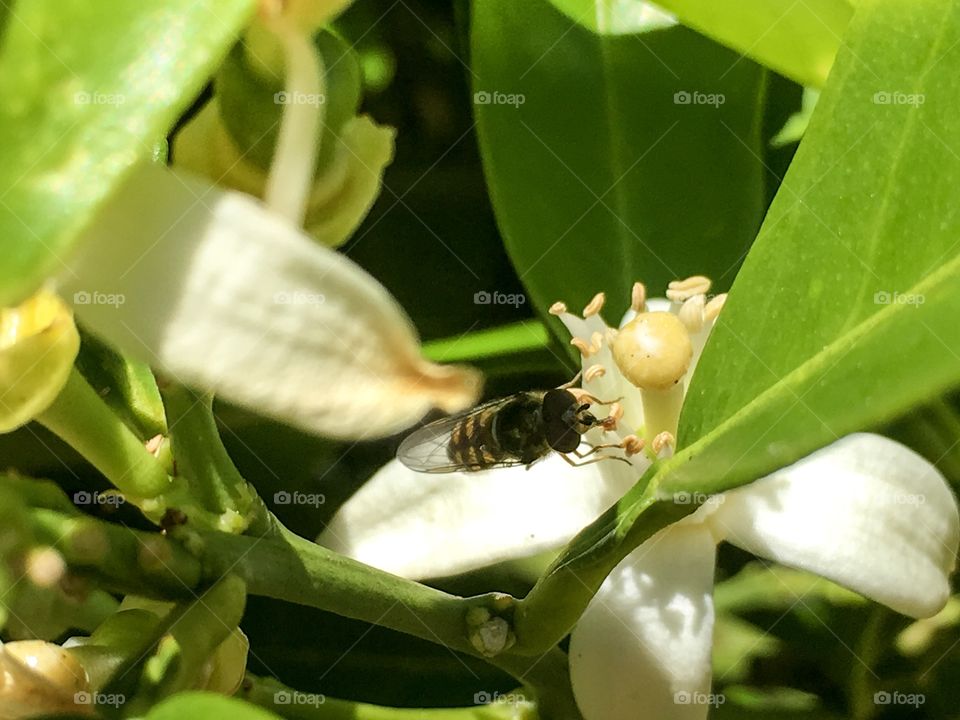 Been gathering orange blossom pollen from orange blossom stamen 