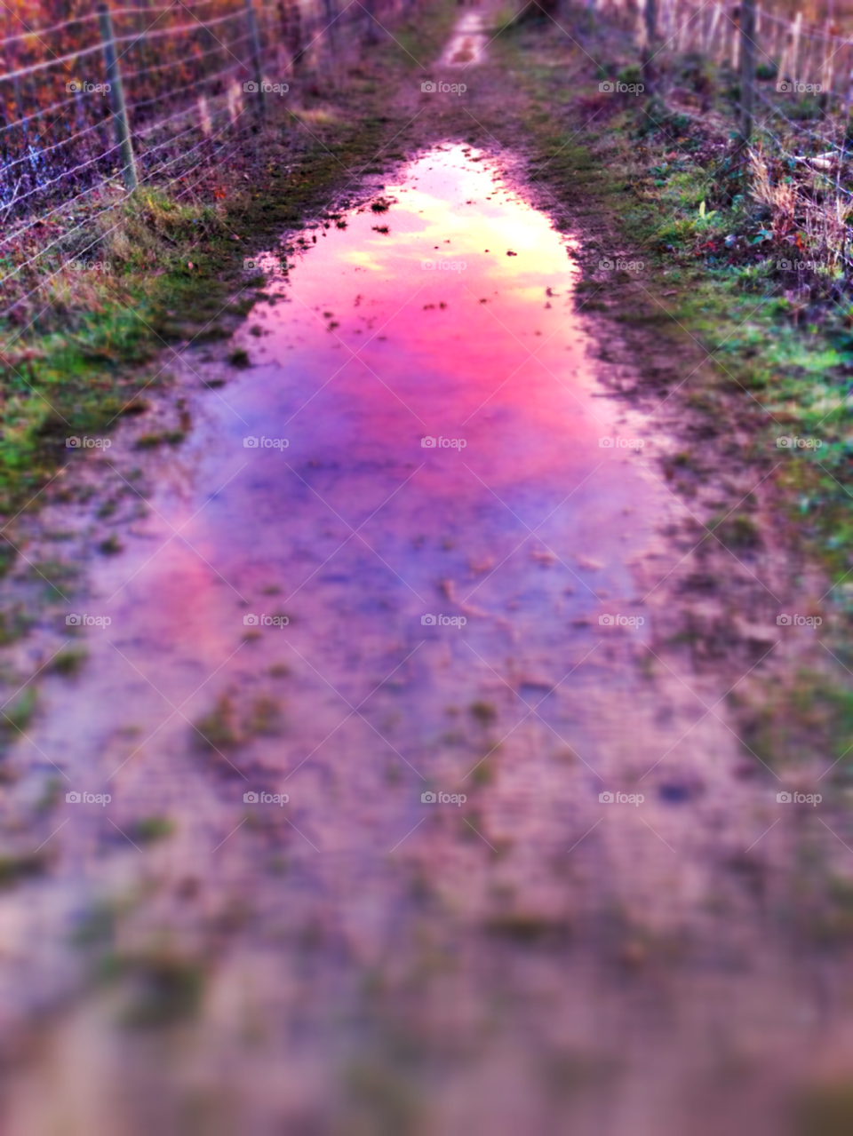 sunset path puddle by SirBluto