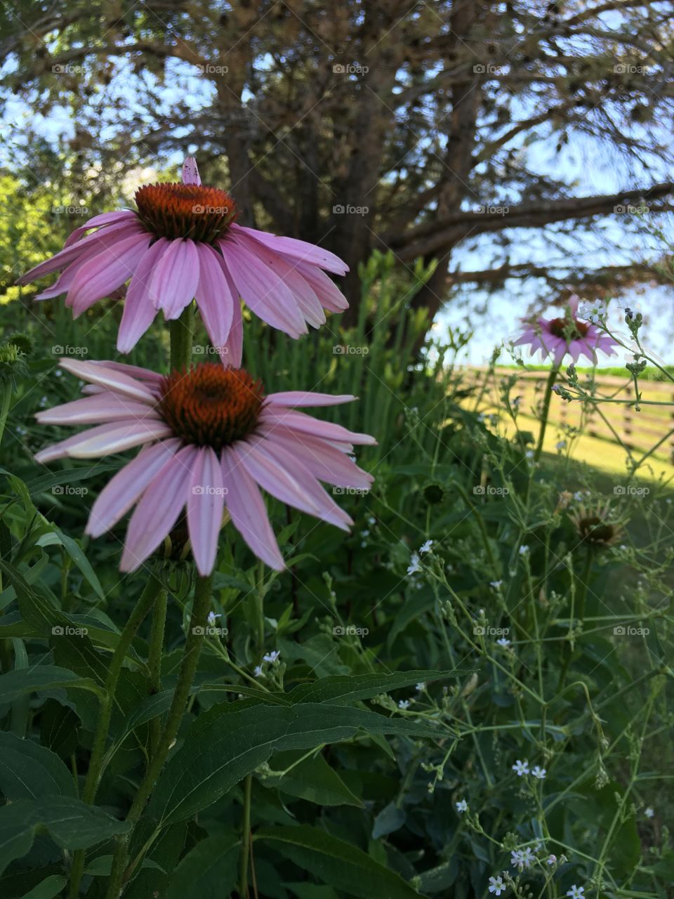 Farm flowers