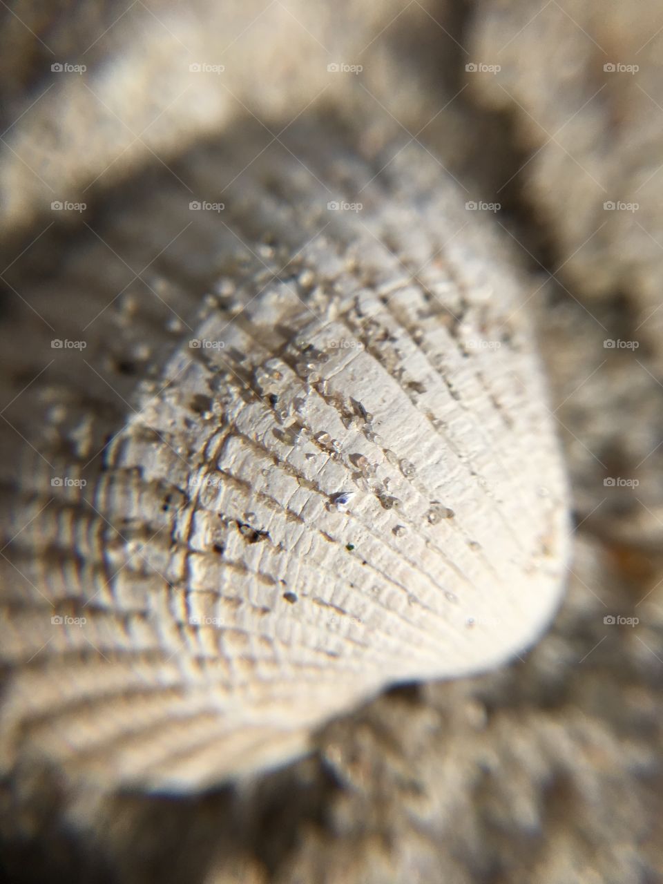Sea shell closeup 