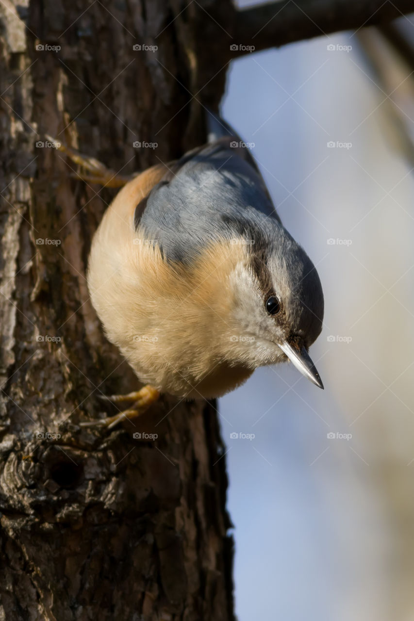 Close-up of beautiful nuthatch (Sitta europaea, Aves) bird on the stump in the forest i