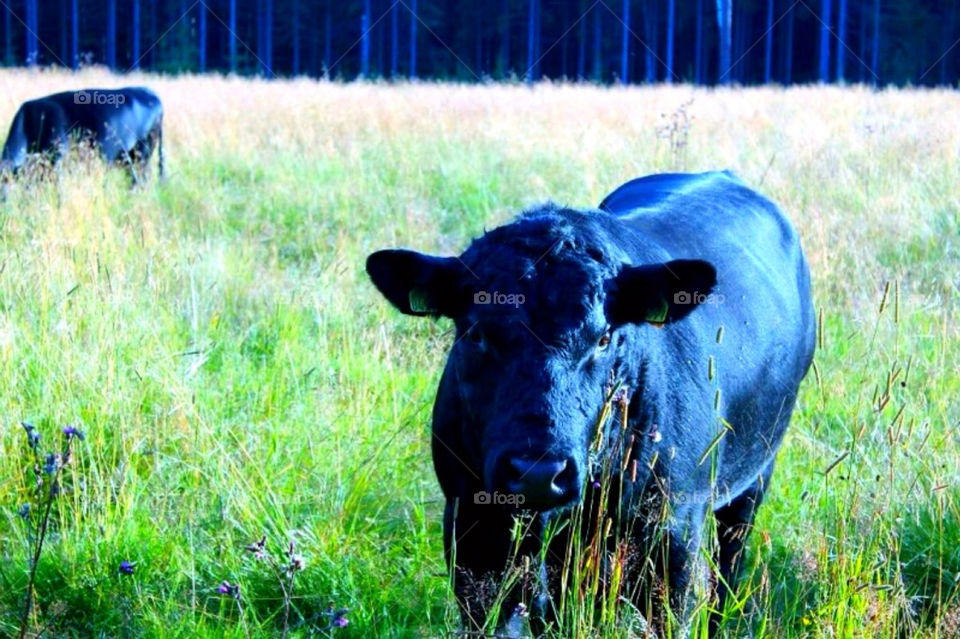 landscape field black grass by merethe