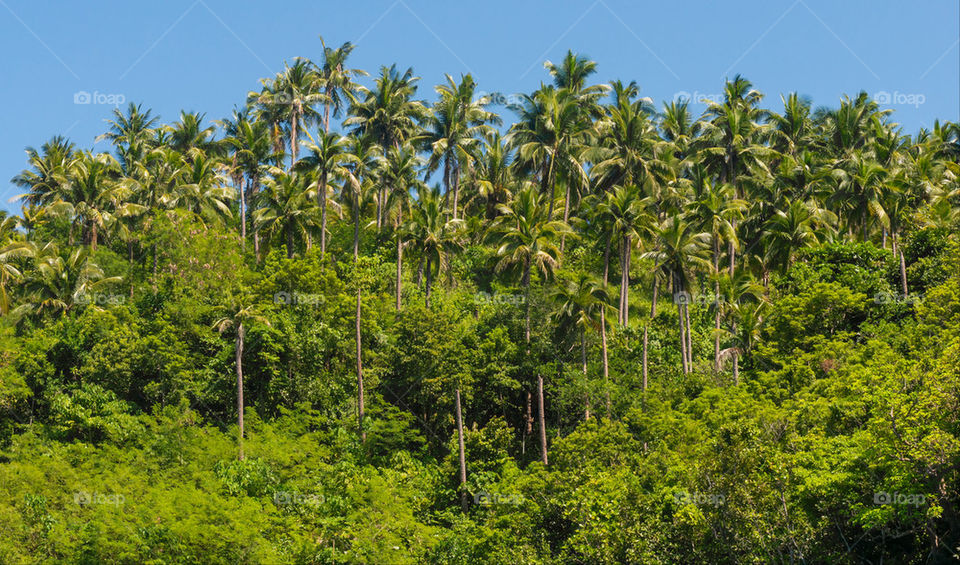Lush tropical jungle