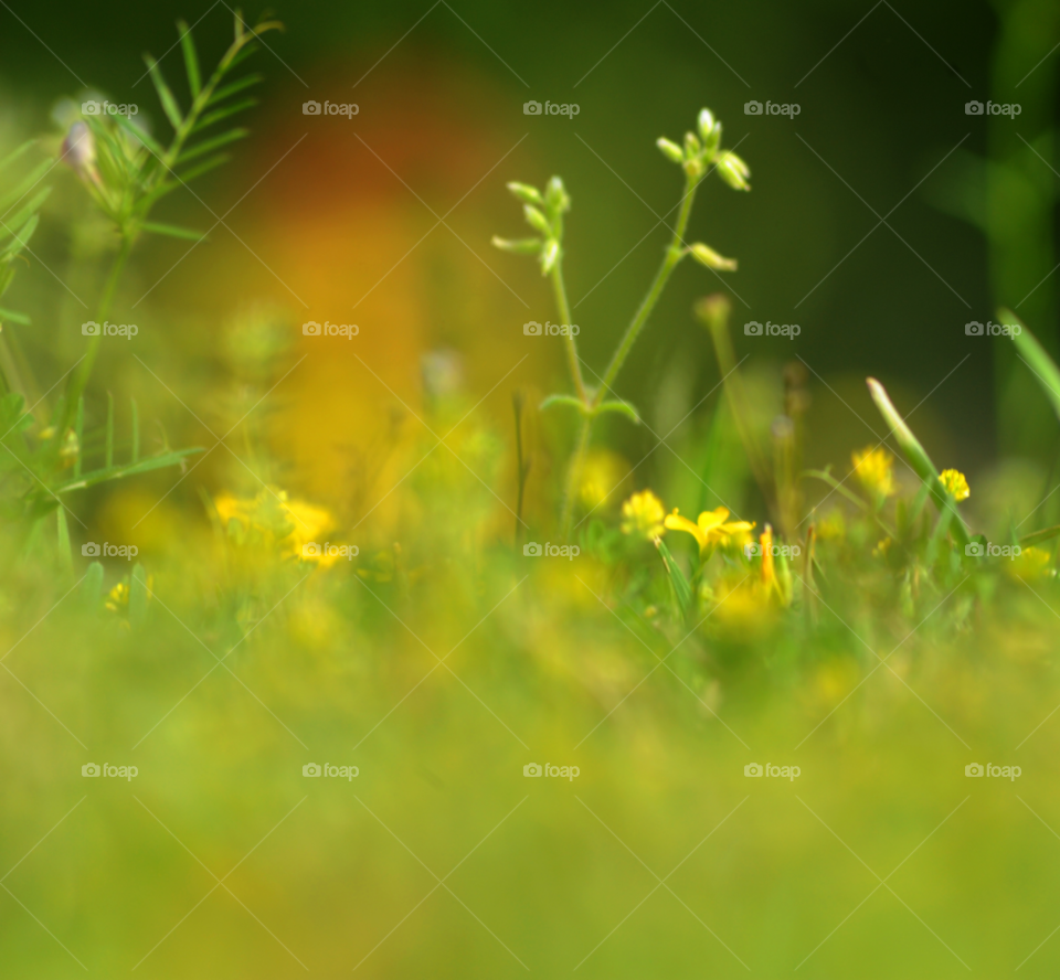 spring flowers nature grass by lightanddrawing