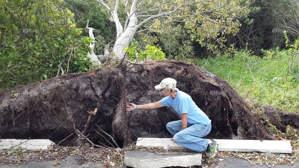 Tree Down, Roots Up!