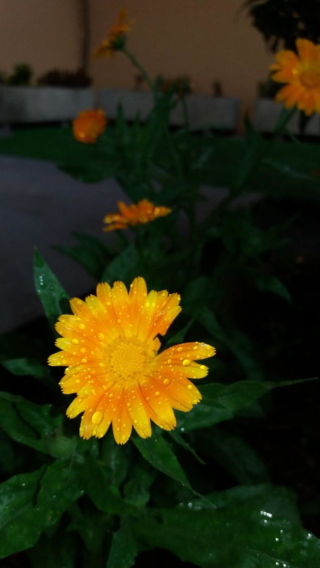 Flores