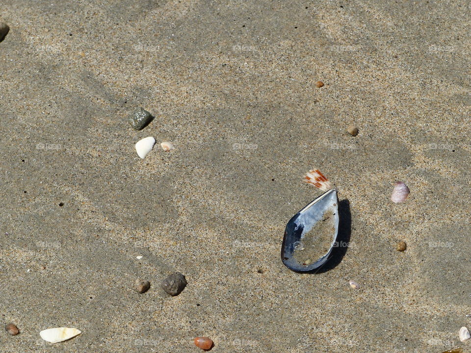 Half mussel shell