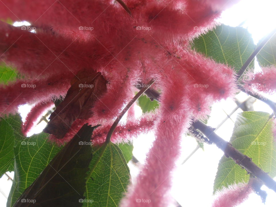 Love Lies Bleeding Flowers Up Close