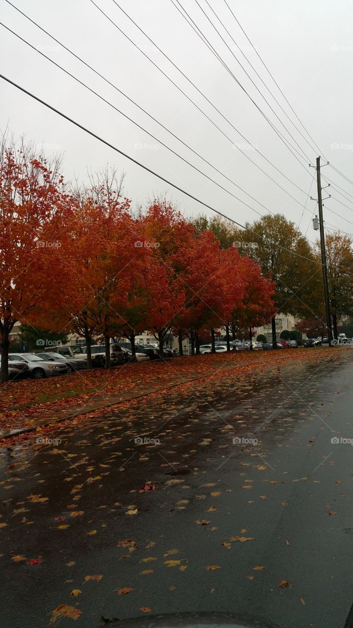 fall. fall in Georgia