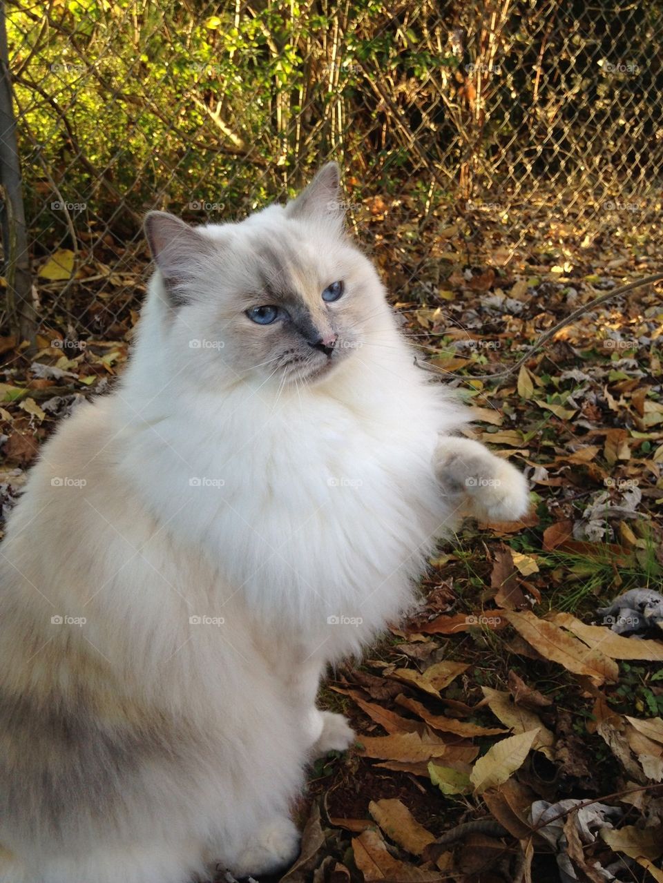 Cat playing with stick