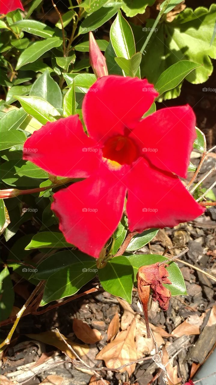 Leaf, Flora, Nature, Flower, Garden