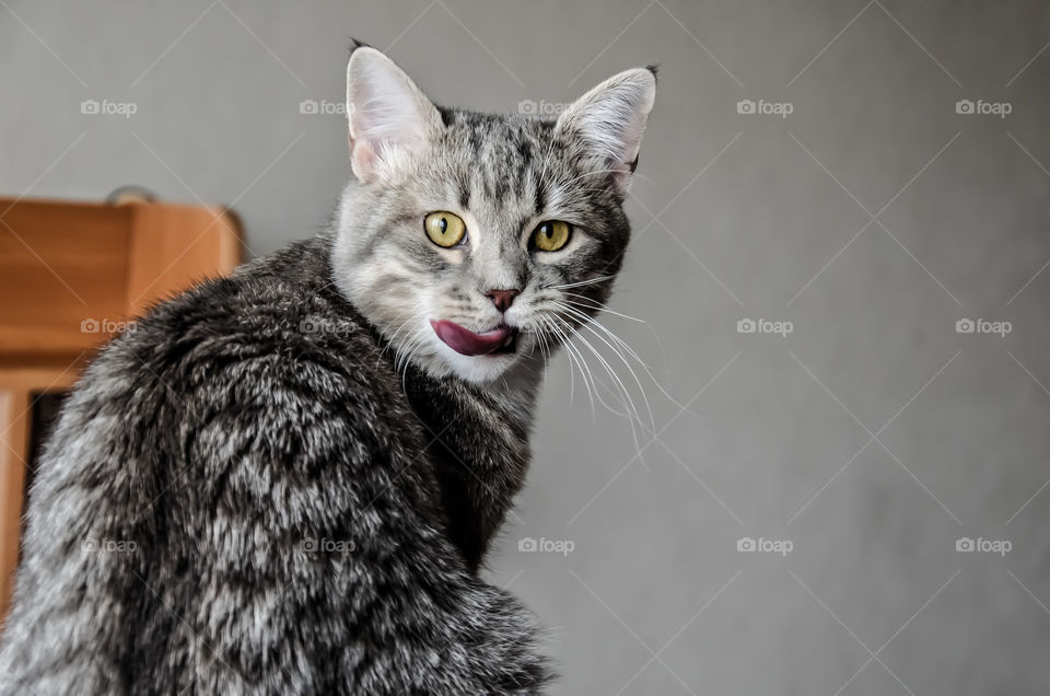 Sweet young cat looking at the camera.