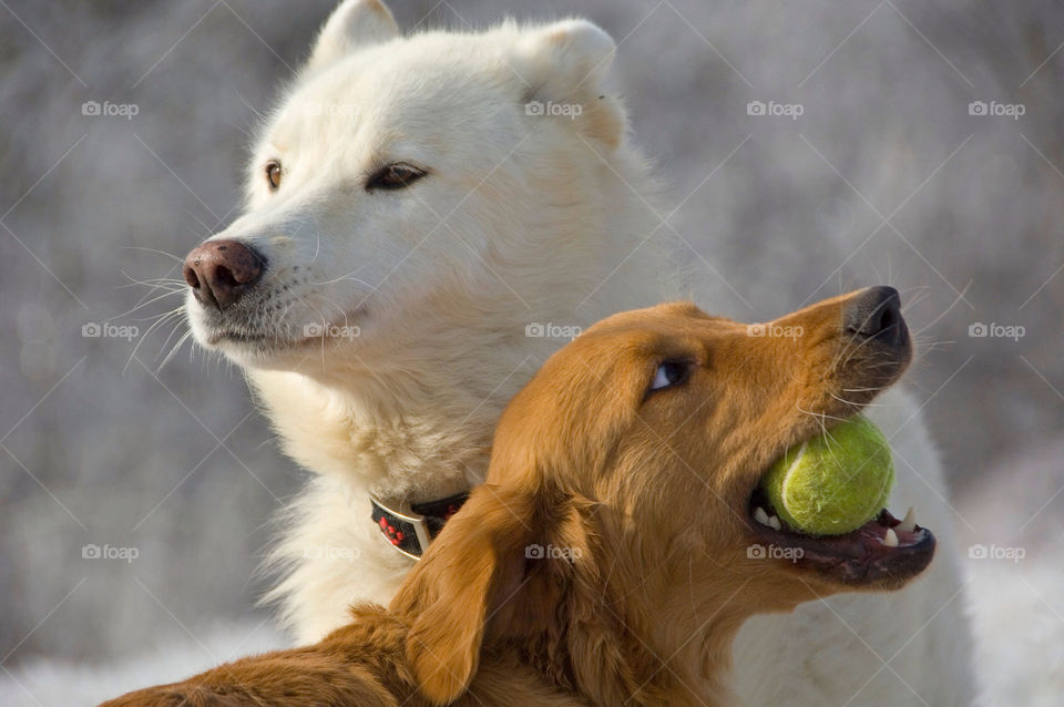 Golden retriever, Shepherd, wolf playing with a tennis ball