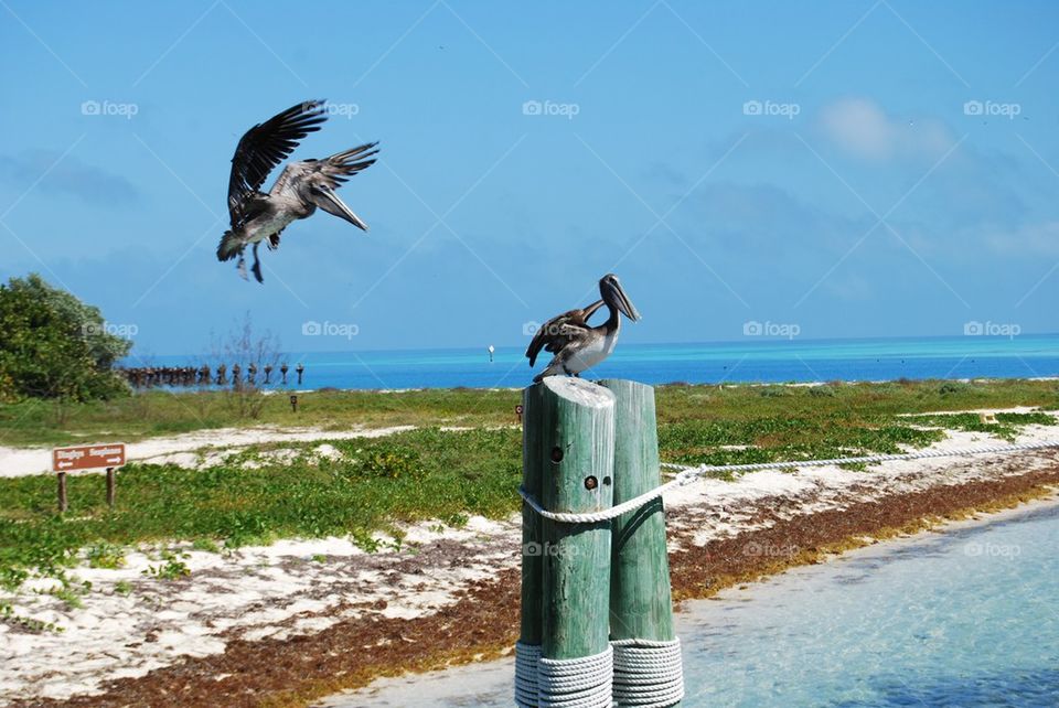 Pelicans at dock