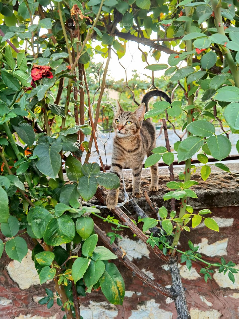 Cat in a green garden.